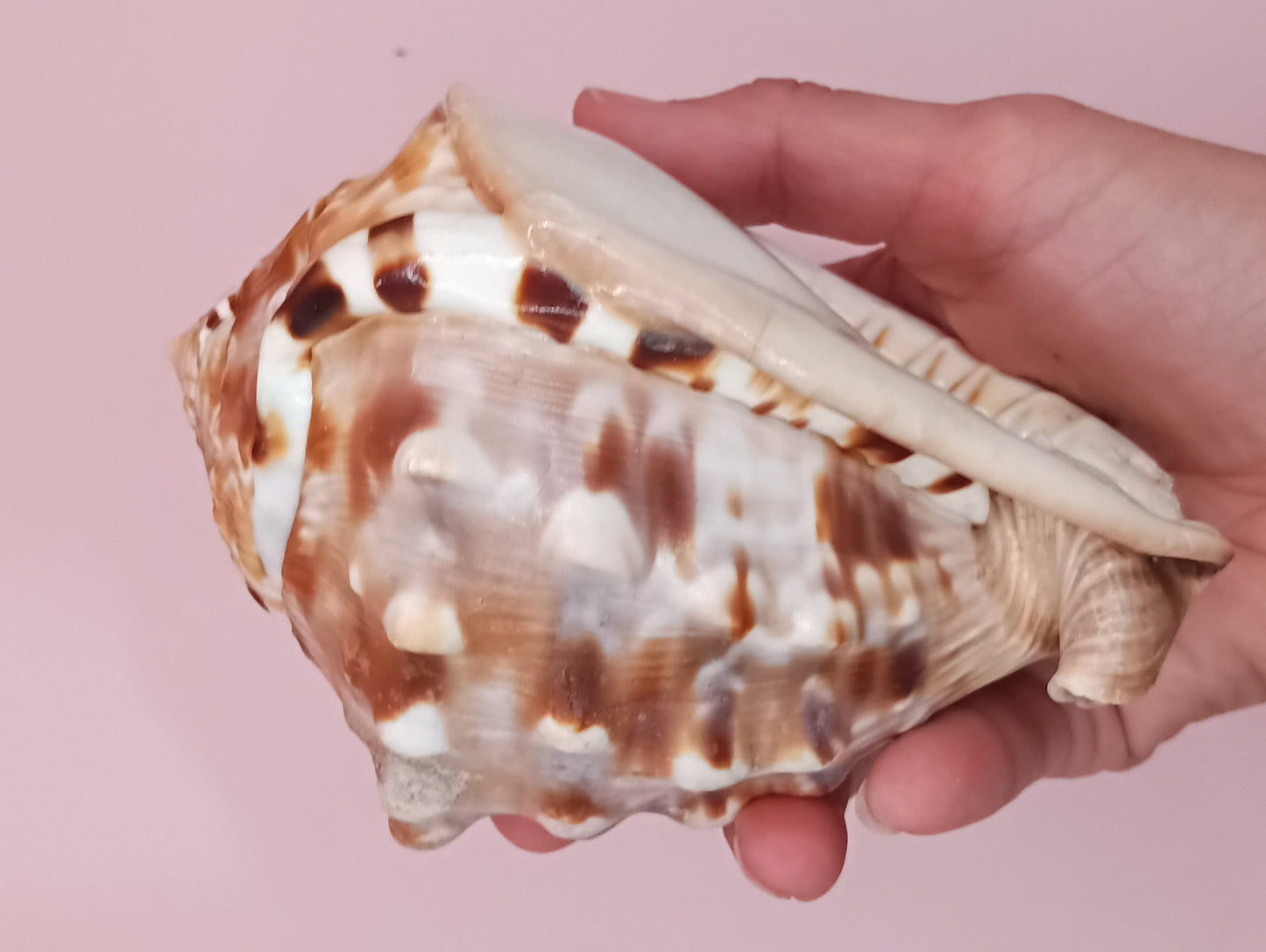 King Helmet Display Shell- Cassis flammea 4.8"