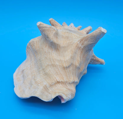 Queen Conch Shell - 6.5" Non Pierced Natural Coastal Home Décor Accent (Strombus Gigas)
