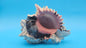 Huge Regius Regal Murex Shell – 6" Coastal Display Piece Hexaplex regius