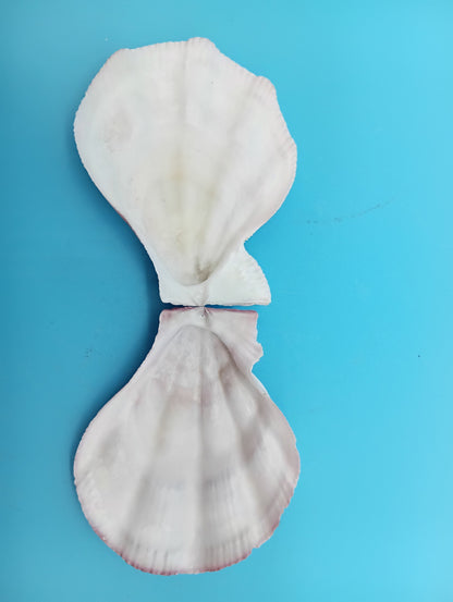 Swiftopecten Swiftii Scallop Shell Pair – 3.6" x 3.0