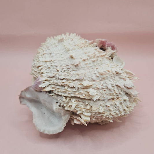 6" Spondylus Shell  – Layered Coastal Display Spiny Thorny Oyster