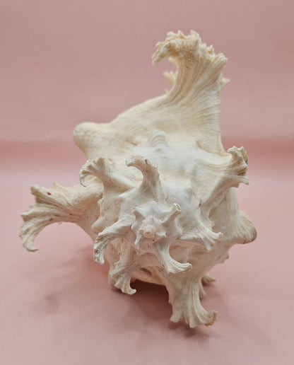 Murex Ramosus Conch – Large Spiny Seashell for Coastal & Nautical Decor (8.5" x 6.25")