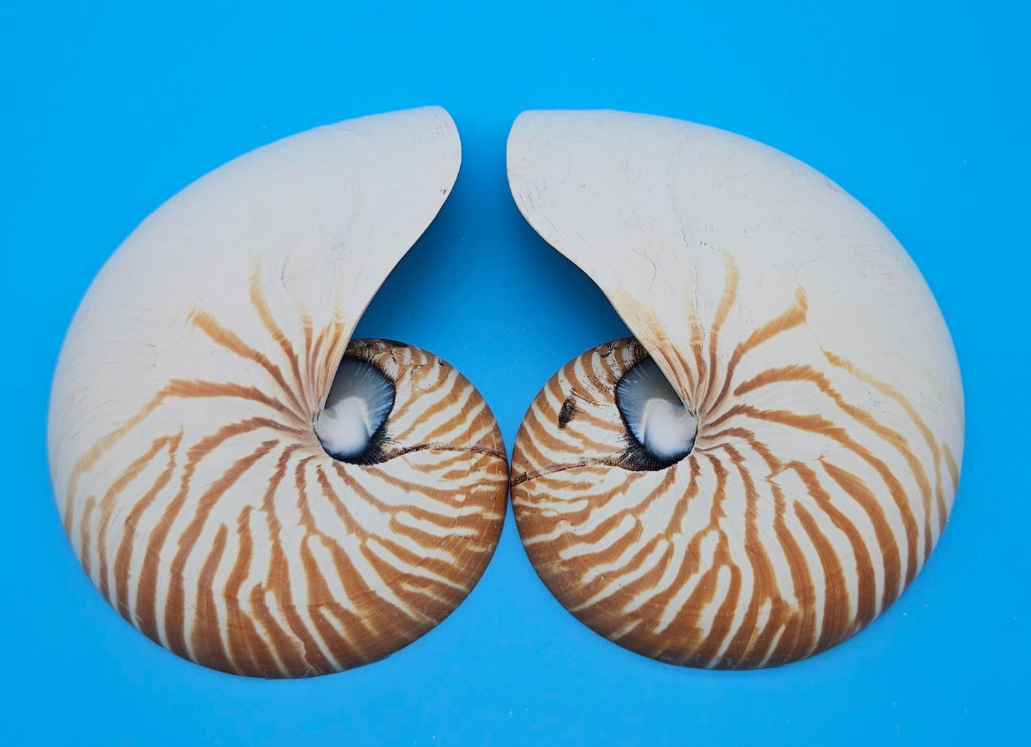Matching Tiger Nautilus Shell Halves Set – 6.3" Polished Spiral Display Pair