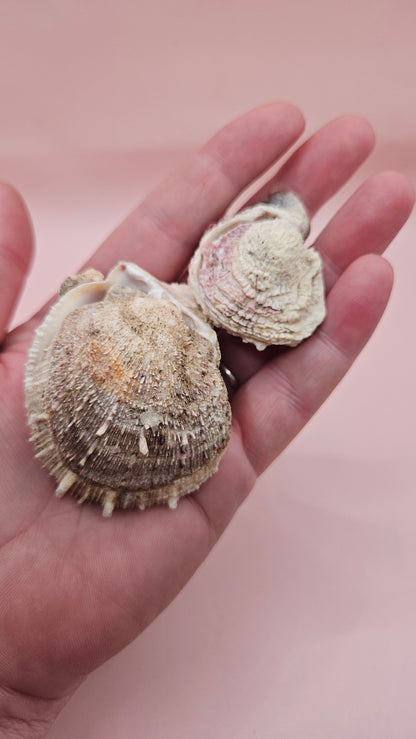 Specimen Spondylus Set with Documentation – Vintage 1965 Thorny Oyster Shells from Double Island, QLD