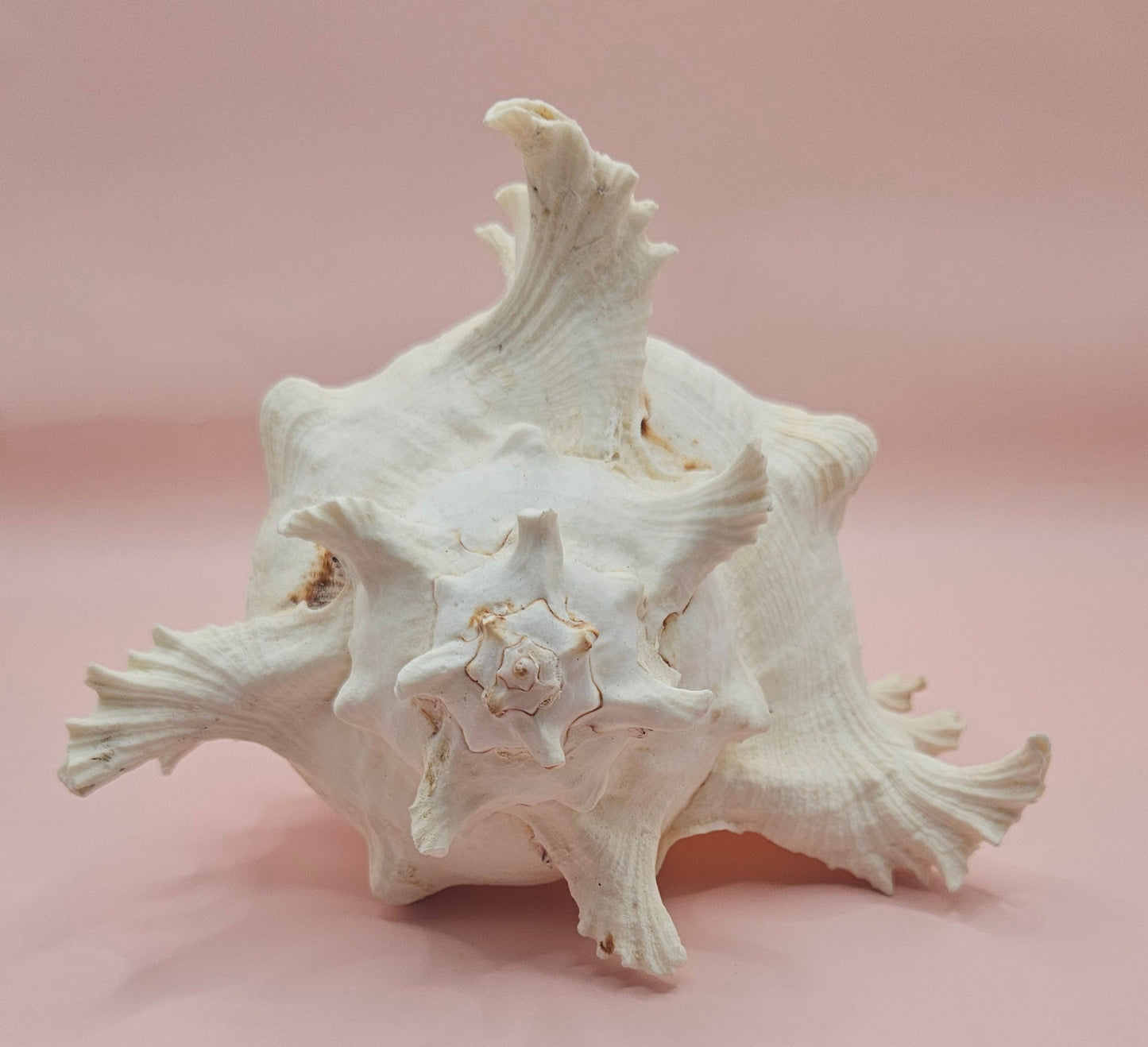 Murex Ramosus Conch – Large Spiny Seashell for Coastal & Nautical Decor (8.5" x 6.5")