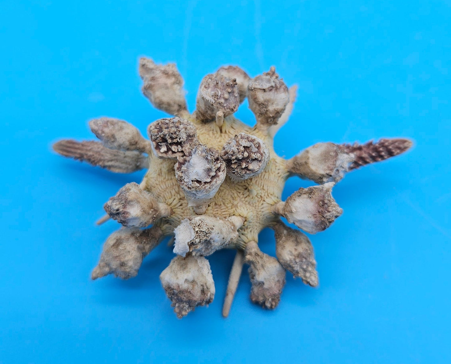 Pine Tree Urchin Display Shell – 2.8" Coastal Home Décor Piece