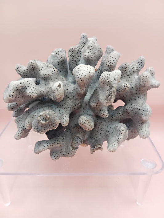 Vintage Real Blue Ridge Coral – 4.8" | Heliopora Coerulea