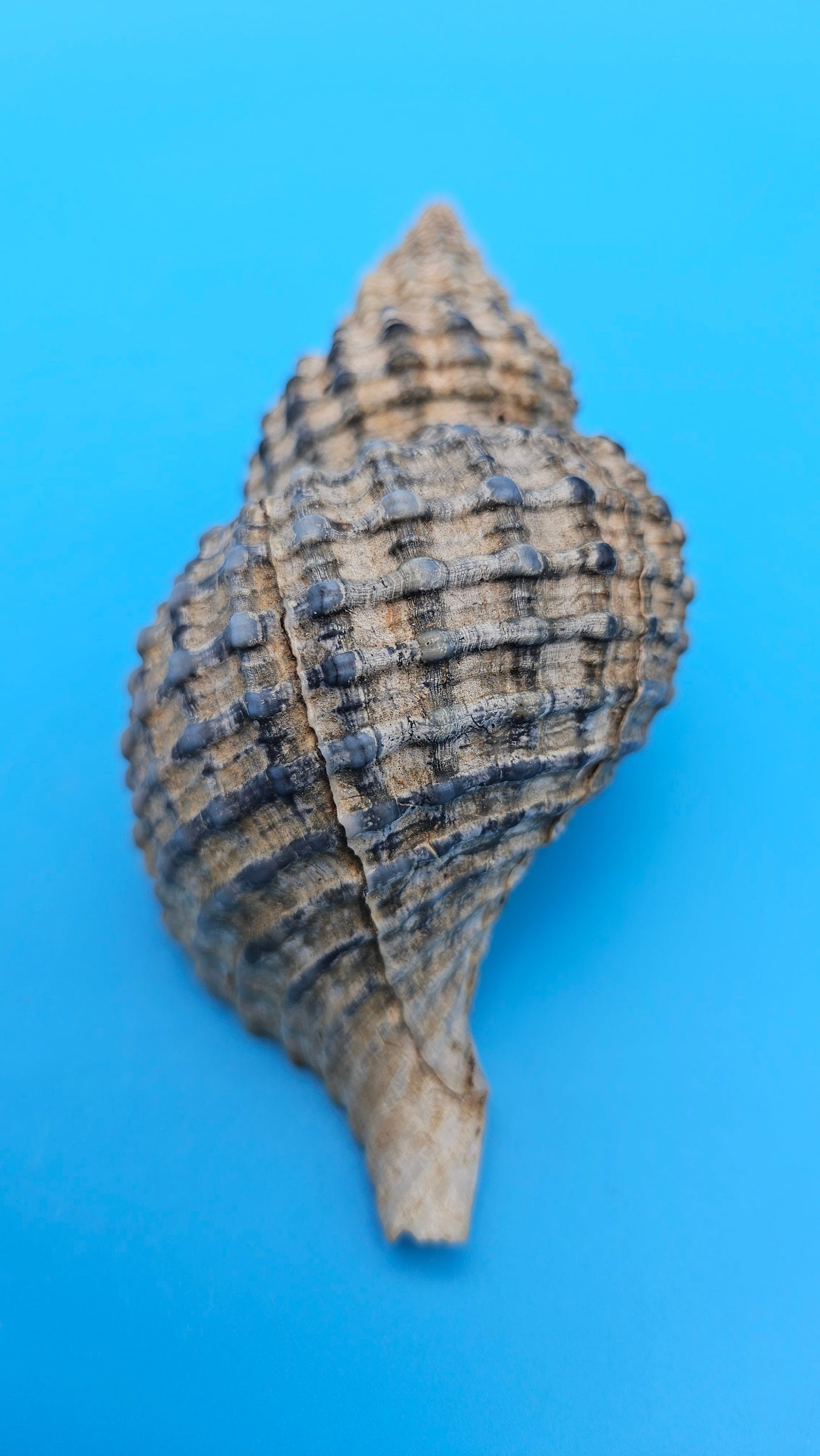 Oregon Hairy Triton Shell – Fusitriton oregonensis – 4.1" Pacific Northwest Display Shell