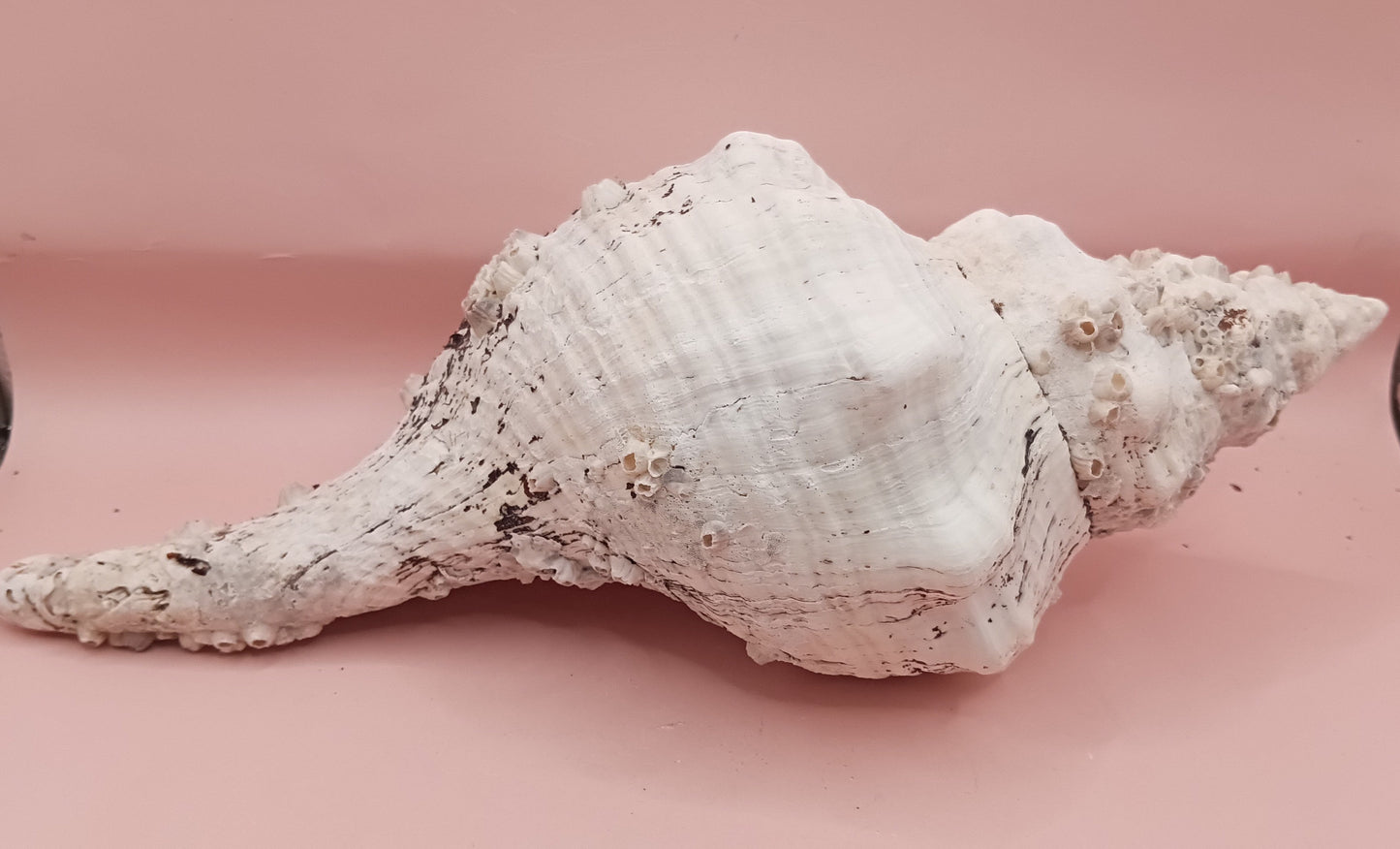 11.5" Horse Conch Shell with Barnacle Growth & Periostracum – Fasciolaria gigante