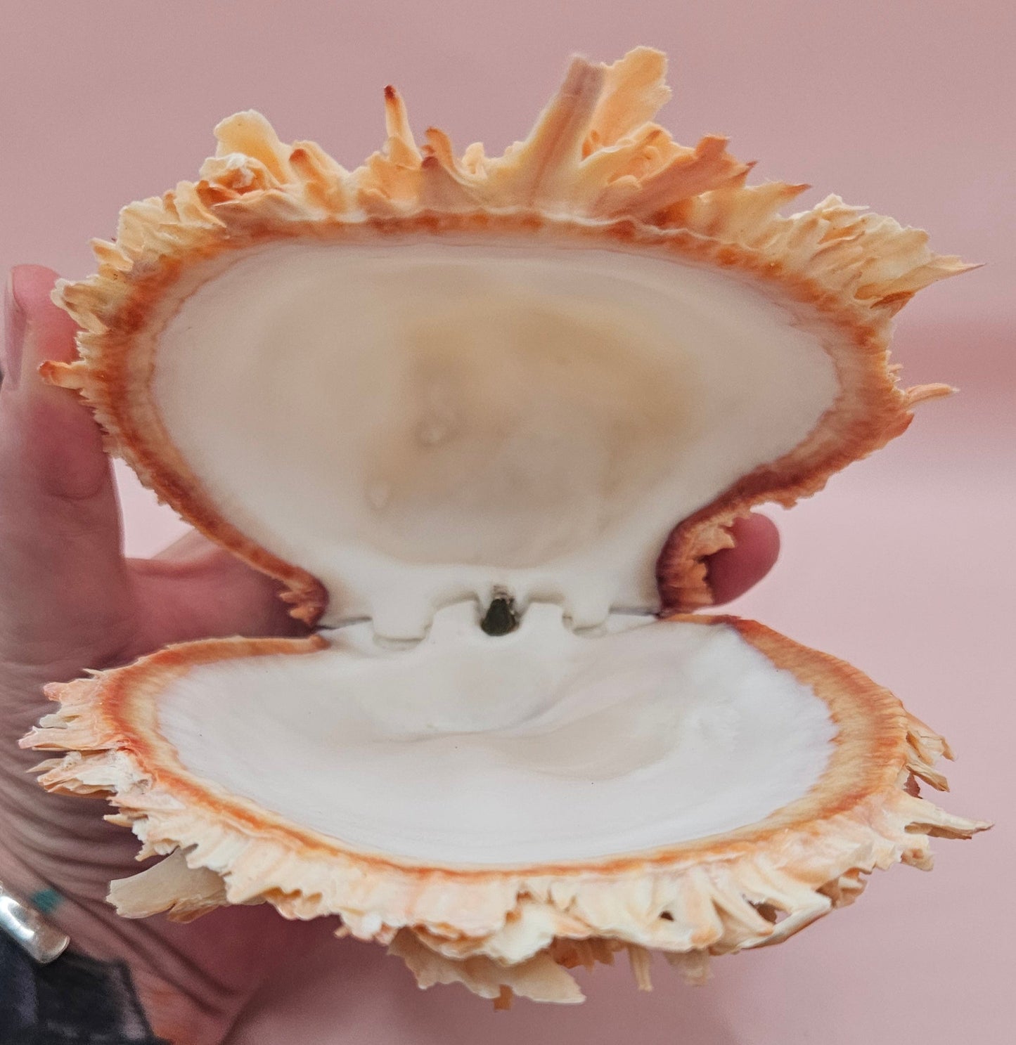 Large Hinged Spondylus Shell – 5.7" Coral-Tinged Ocean Display with Textured Spines Spiny Thorny Oyster