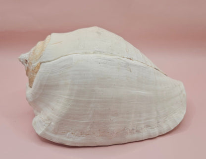 Titanostrombus Galeatus Eastern Pacific Conch – Large White Display Shell 7.75"