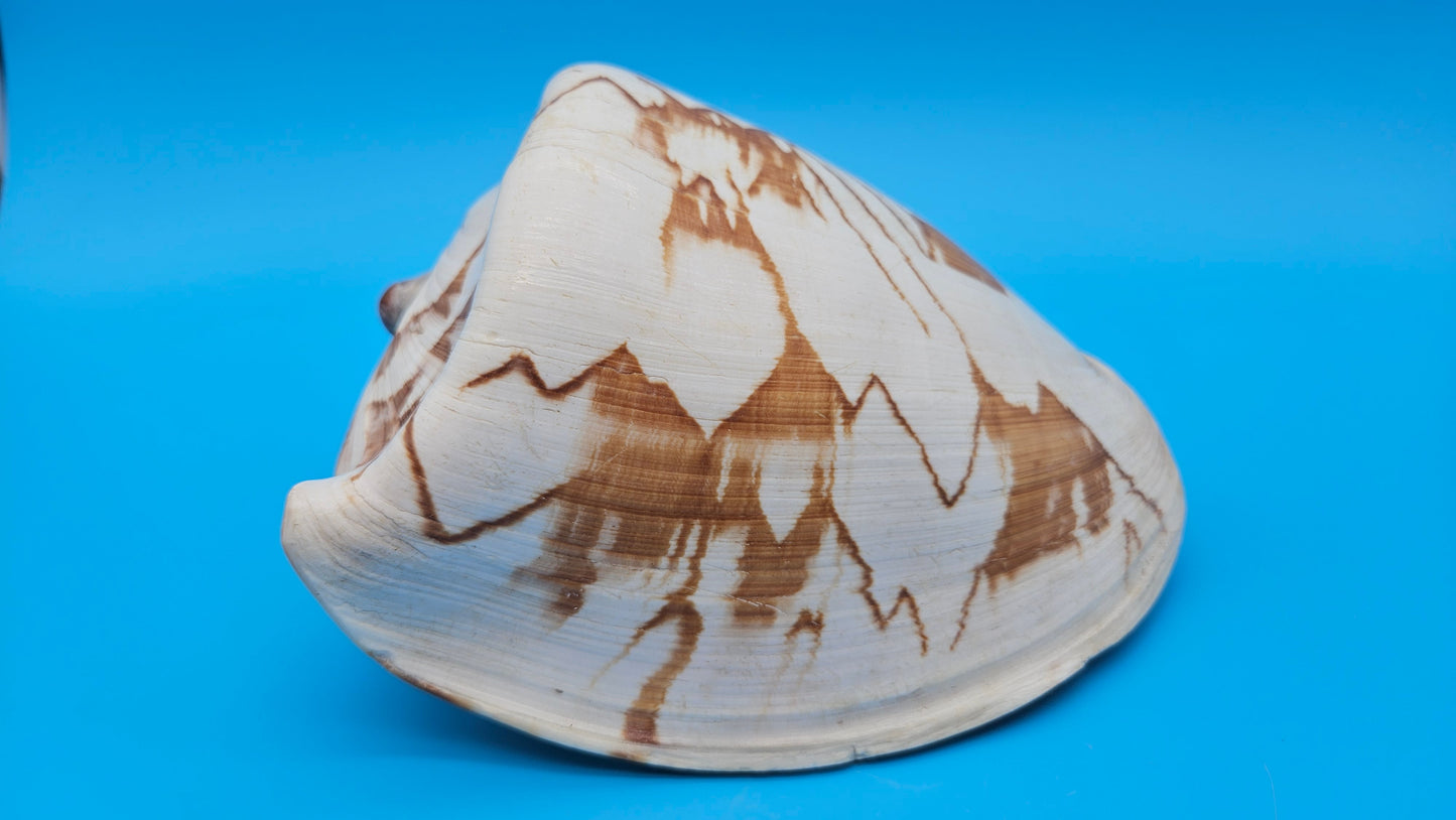 Noble Volute Display Shell – Premium Coastal Home Decor Specimen 7.25" Cymbiola nobilis