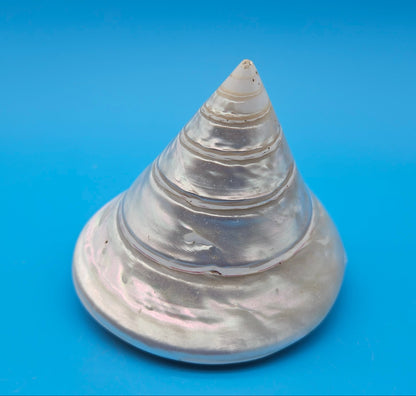 Pearled Trochus Niloticus Shell 4" Polished Spiral Display Shell with Iridescent Finish