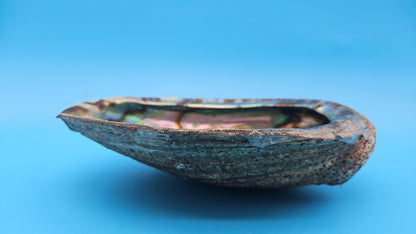 Green Abalone Shell with Pearl – 8" Coastal Display Décor