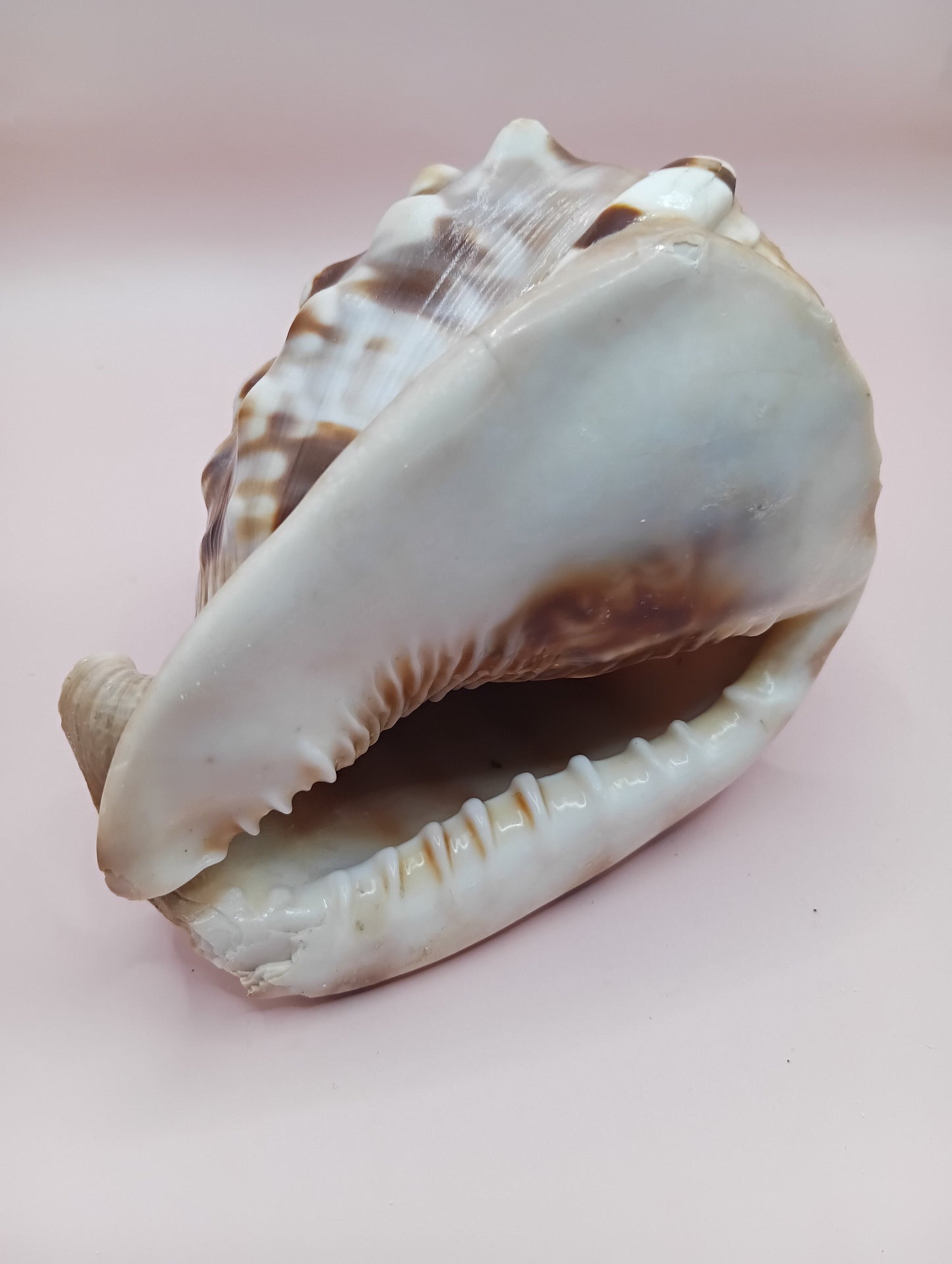 King Helmet Display Shell- Cassis flammea 4.8"