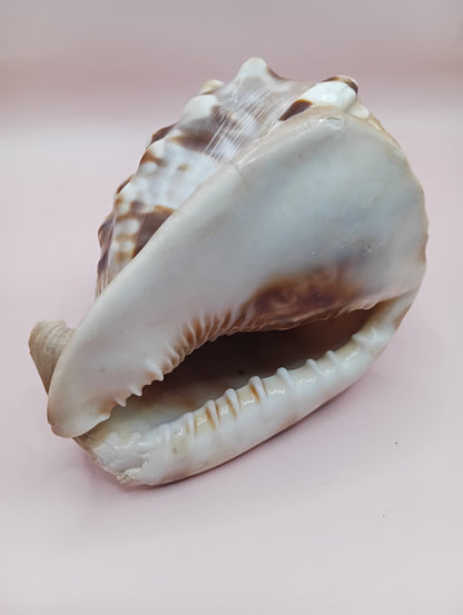 King Helmet Display Shell- Cassis flammea 4.8"