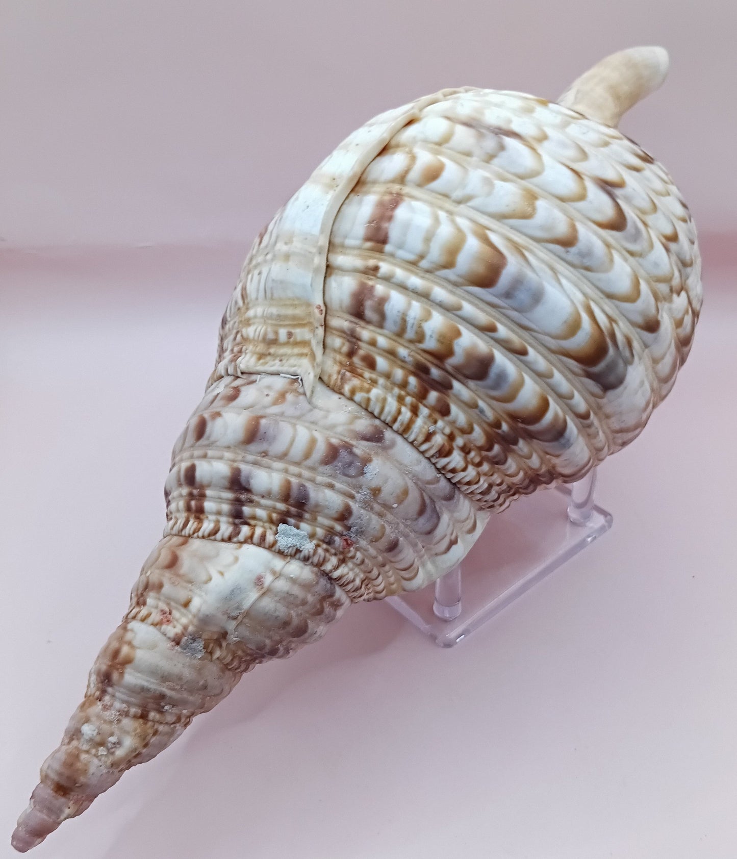 Pacific Triton Shell – 11" x 4.5" x 6.5" – Coastal Nautical Accent