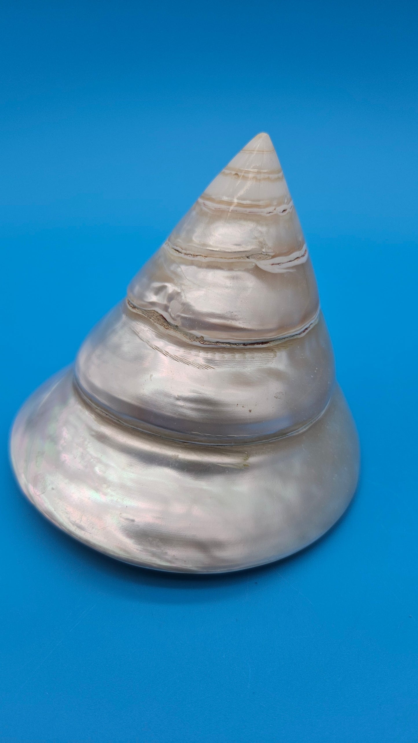 Pearled Trochus Niloticus Shell 4" Polished Spiral Display Shell with Iridescent Finish