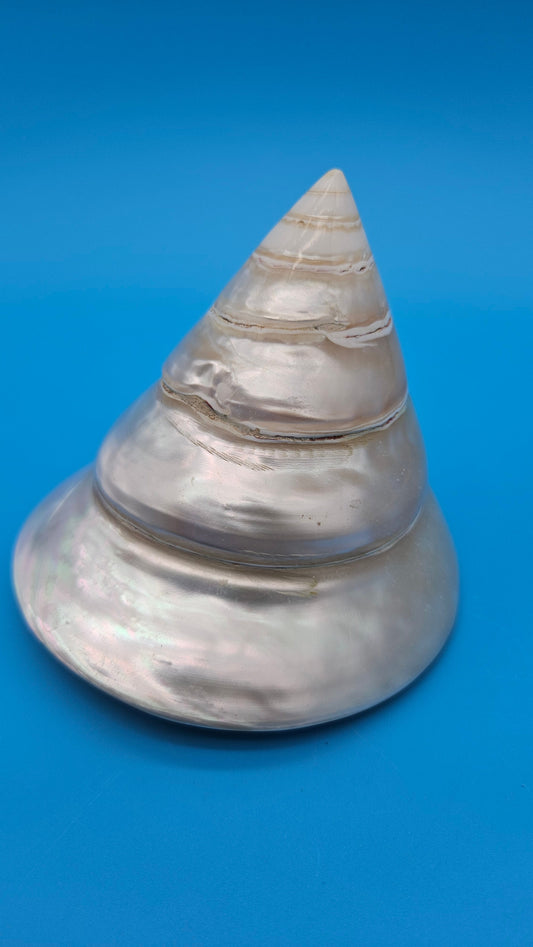 Pearled Trochus Niloticus Shell 4" Polished Spiral Display Shell with Iridescent Finish