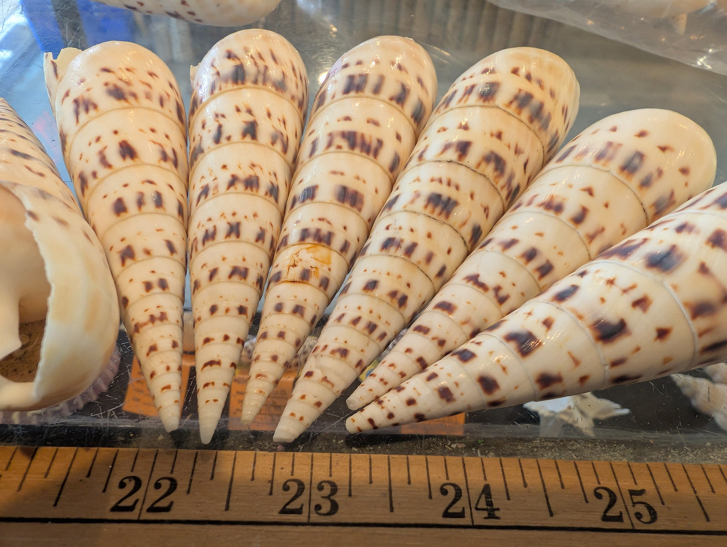 Marlin Spike Shell Terebra Maculata