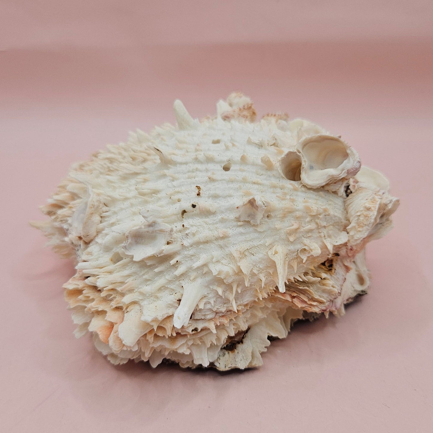 Hinged Cream Spondylus Shell – 4.7" Spiny Thorny Oyster Textured Coastal Display with Barnacles
