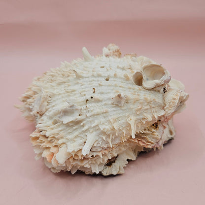Hinged Cream Spondylus Shell – 4.7" Spiny Thorny Oyster Textured Coastal Display with Barnacles