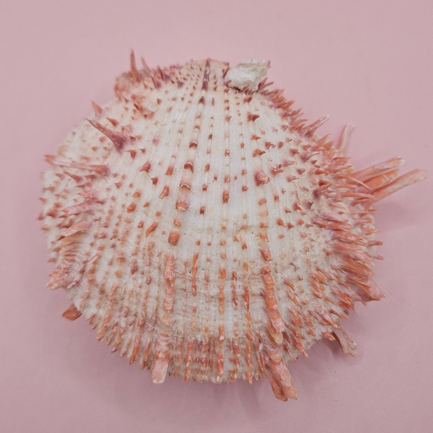 Large Spiny Oyster Spondylus Shell – 5.3" Wide Coastal Display Shell with Barnacle Detail