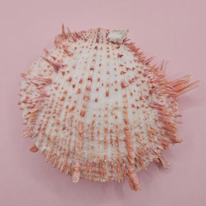 Large Spiny Oyster Spondylus Shell – 5.3" Wide Coastal Display Shell with Barnacle Detail