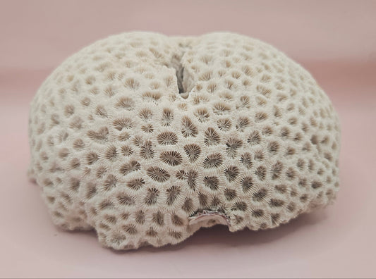 Vintage Brain Coral Specimen Diploria labyrinthiformis Natural Ivory Decor