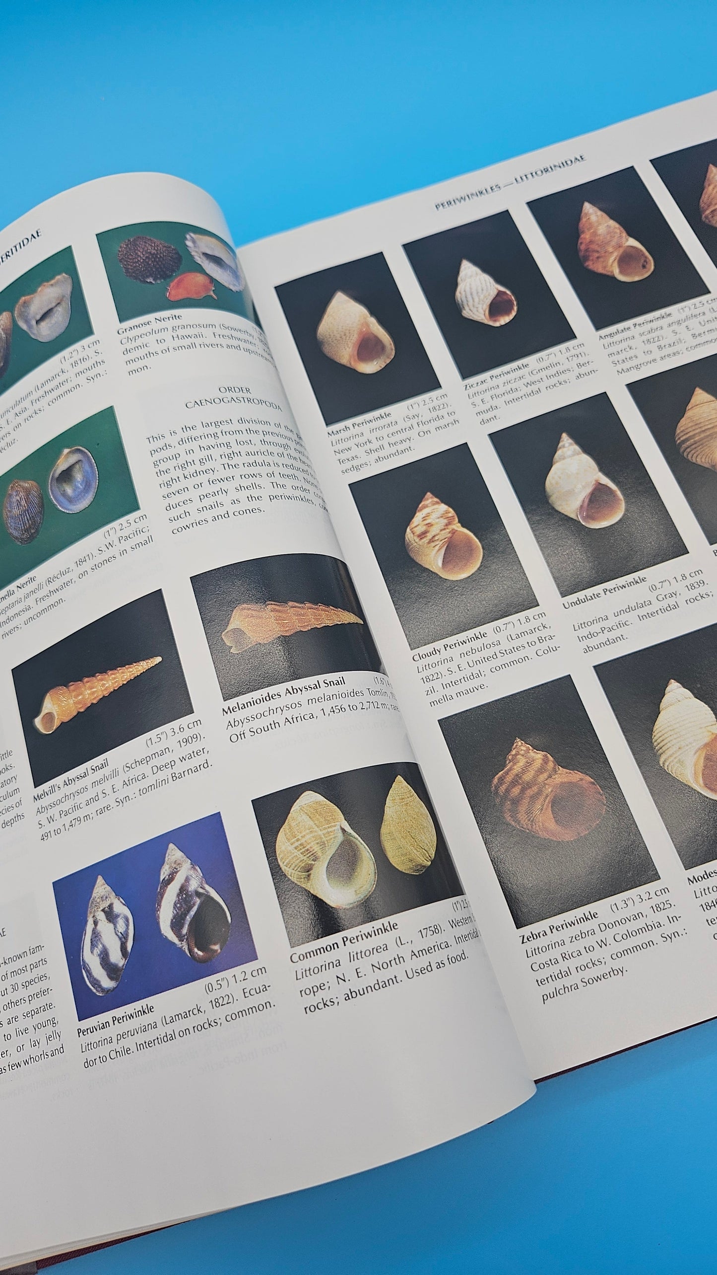 Compendium of Seashells – R. Tucker Abbott & S. Peter Dance (1991, Hardcover)