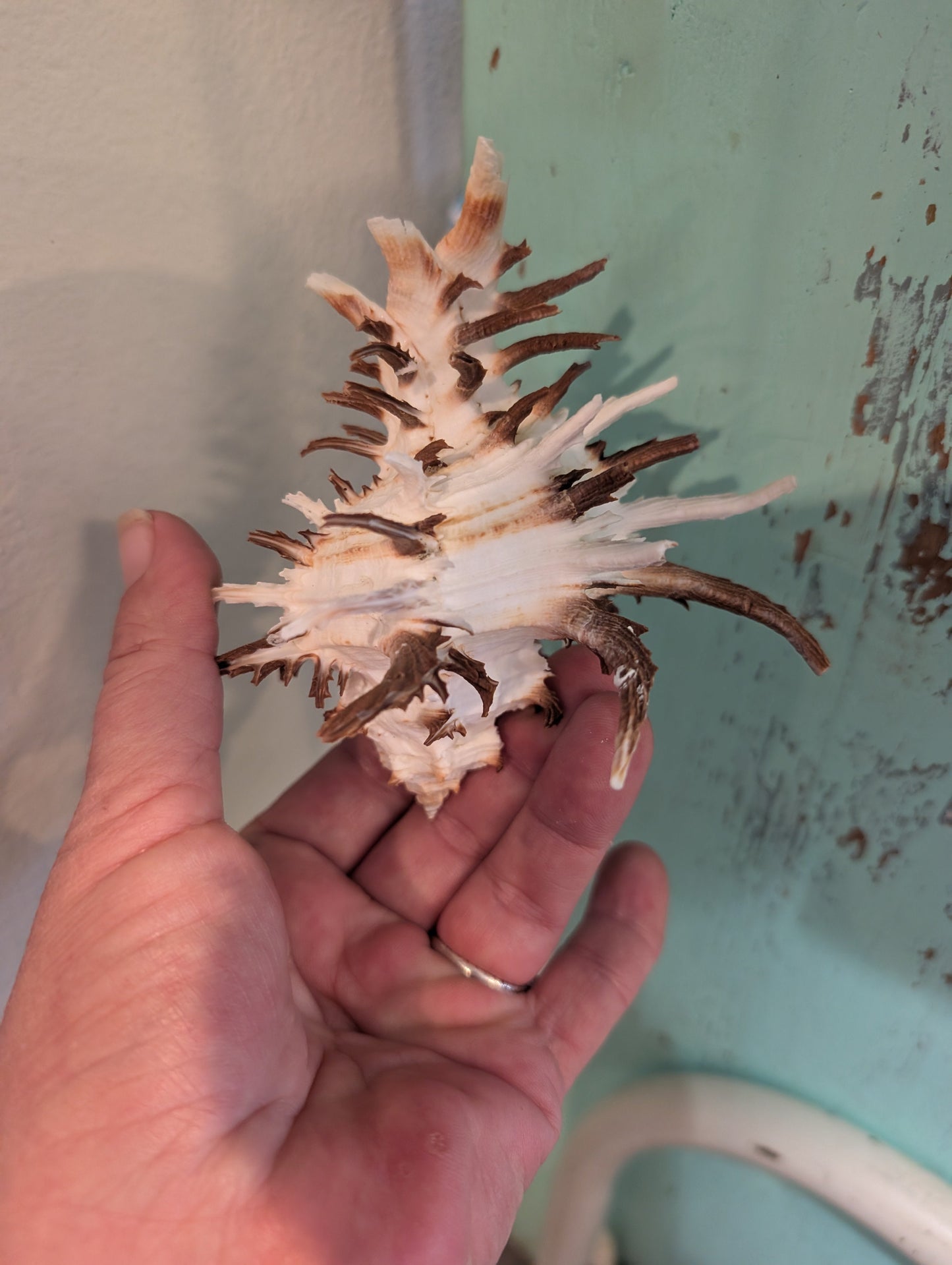 Black Murex Endive Long Spines - Murex endivia