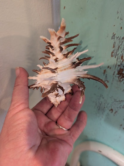 Black Murex Endive Long Spines - Murex endivia