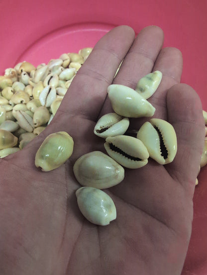 Money Cowrie Shells- Monetaria moneta