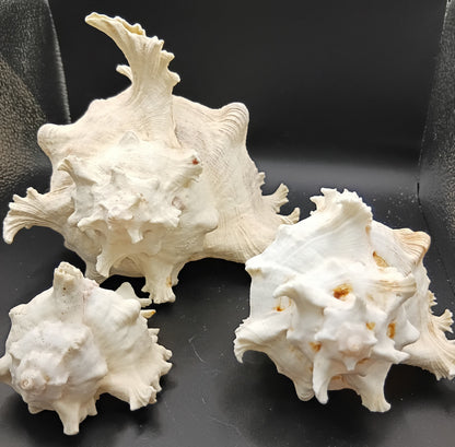 Murex Ramosus Shell