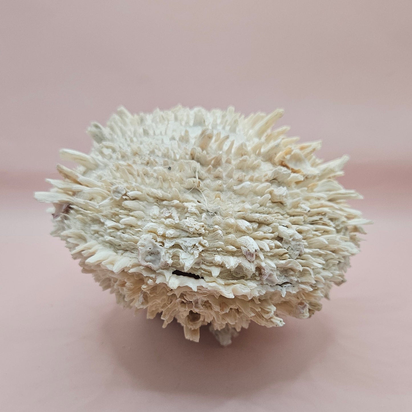 8" White Spondylus Shell with Natural Spikes – Coastal Textured Display Shell