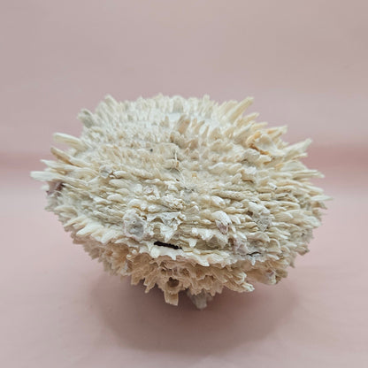 8" White Spondylus Shell with Natural Spikes – Coastal Textured Display Shell