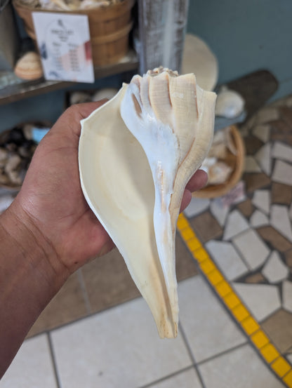 Texas State shell lightning whelk 7-9"