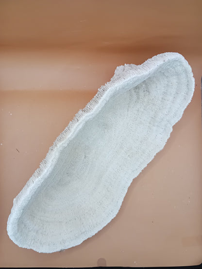 Tongue Mushroom Coral 14" Oblong Bowl Shape