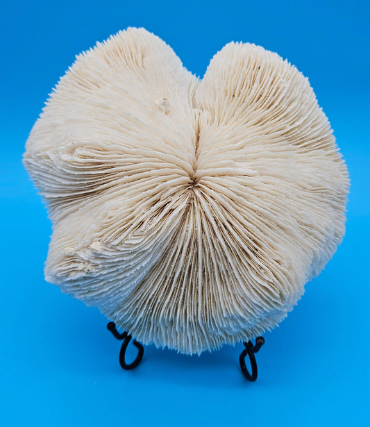 Vintage Mushroom Coral Specimen 8x8x3 – Ivory Domed Ruffled Coral Decor