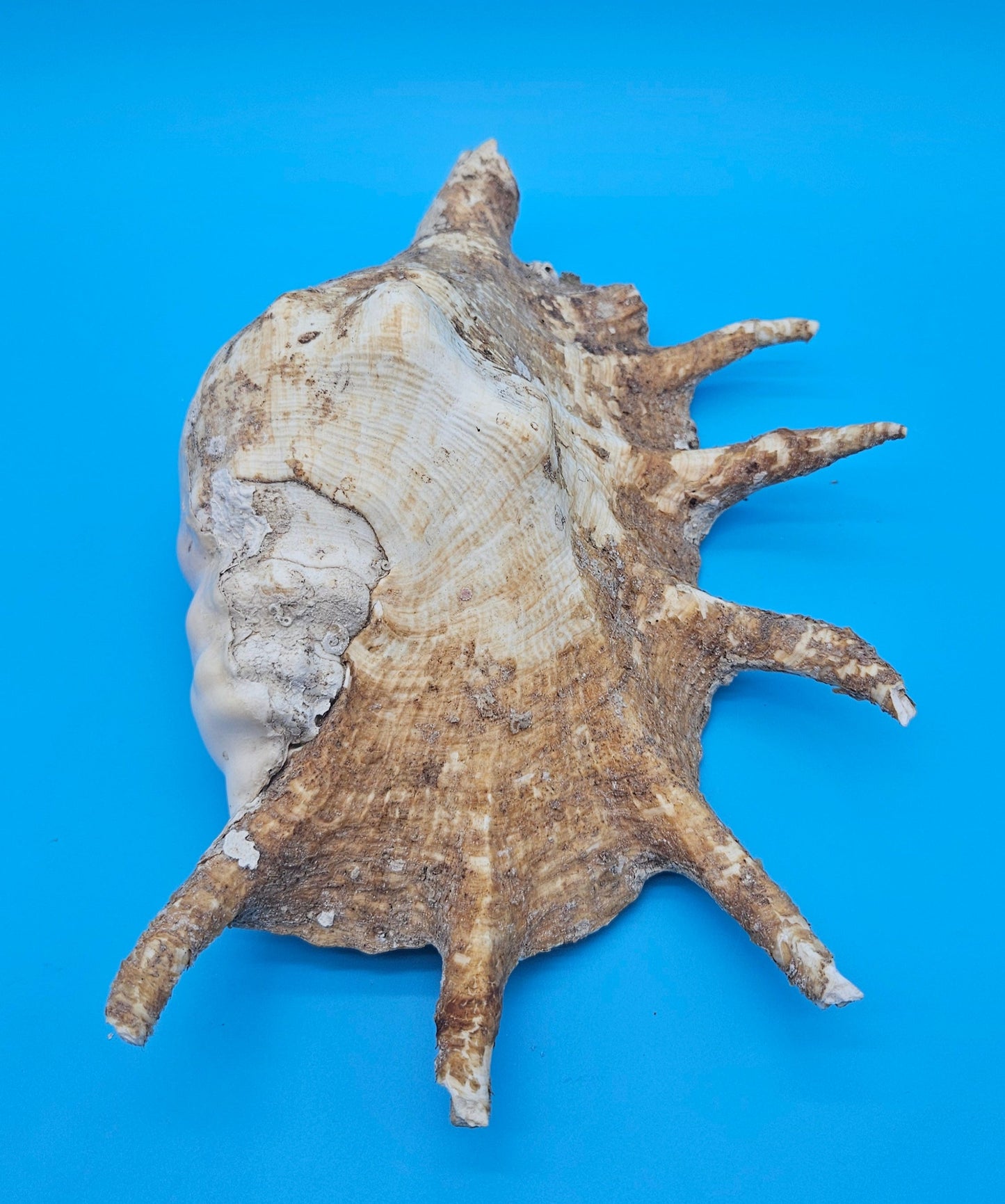 Large Perio Lambis Truncata Display Shell – Premium Coastal Home Decor Specimen (Lambis truncata)