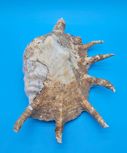 Large Perio Lambis Truncata Display Shell – Premium Coastal Home Decor Specimen (Lambis truncata)