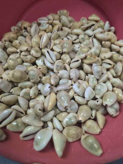 Money Cowrie Shells- Monetaria moneta