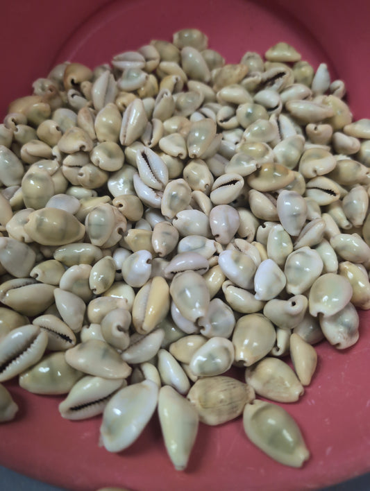 Money Cowrie Shells- Monetaria moneta