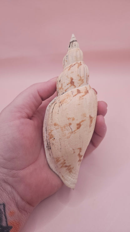 Fulgoraria Pervostiana angulosa Shell – 5.7" Natural Display Shell with Earthy Tones