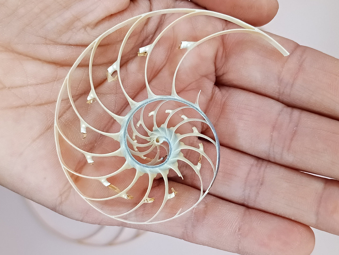 Center Sliced Pearl Nautilus Shells Slight Damage