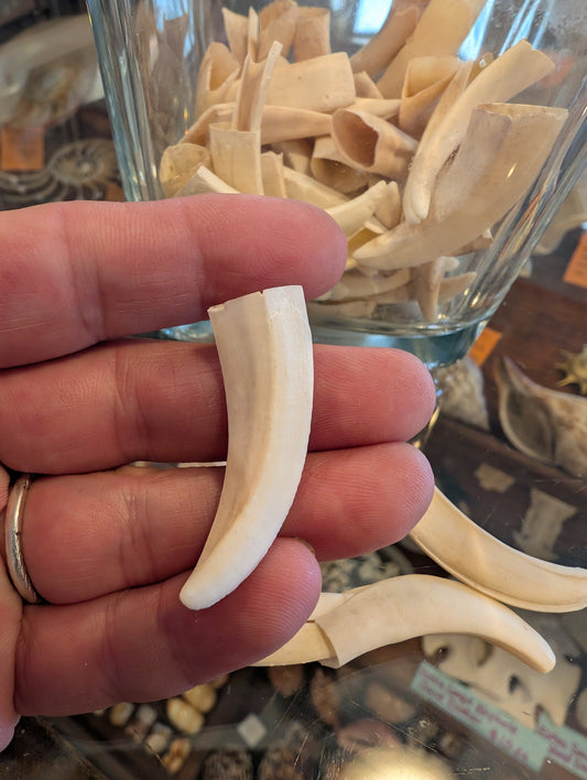 Wild Hog Tusks