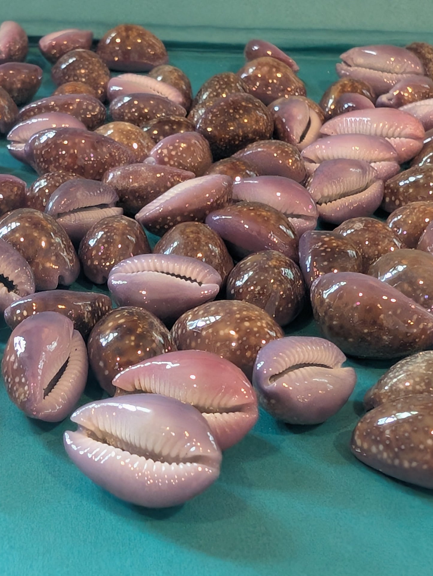 Porous Cowrie - Naria poraria