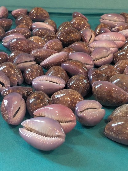 Porous Cowrie - Naria poraria