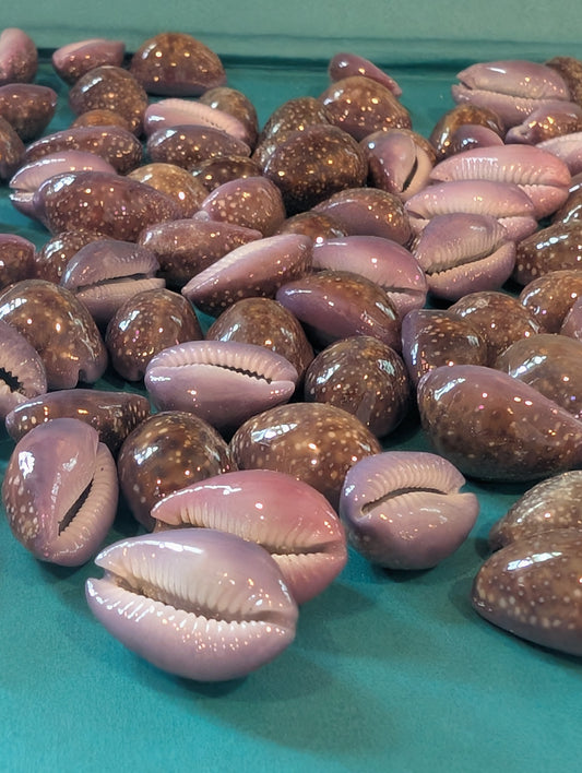 Porous Cowrie - Naria poraria