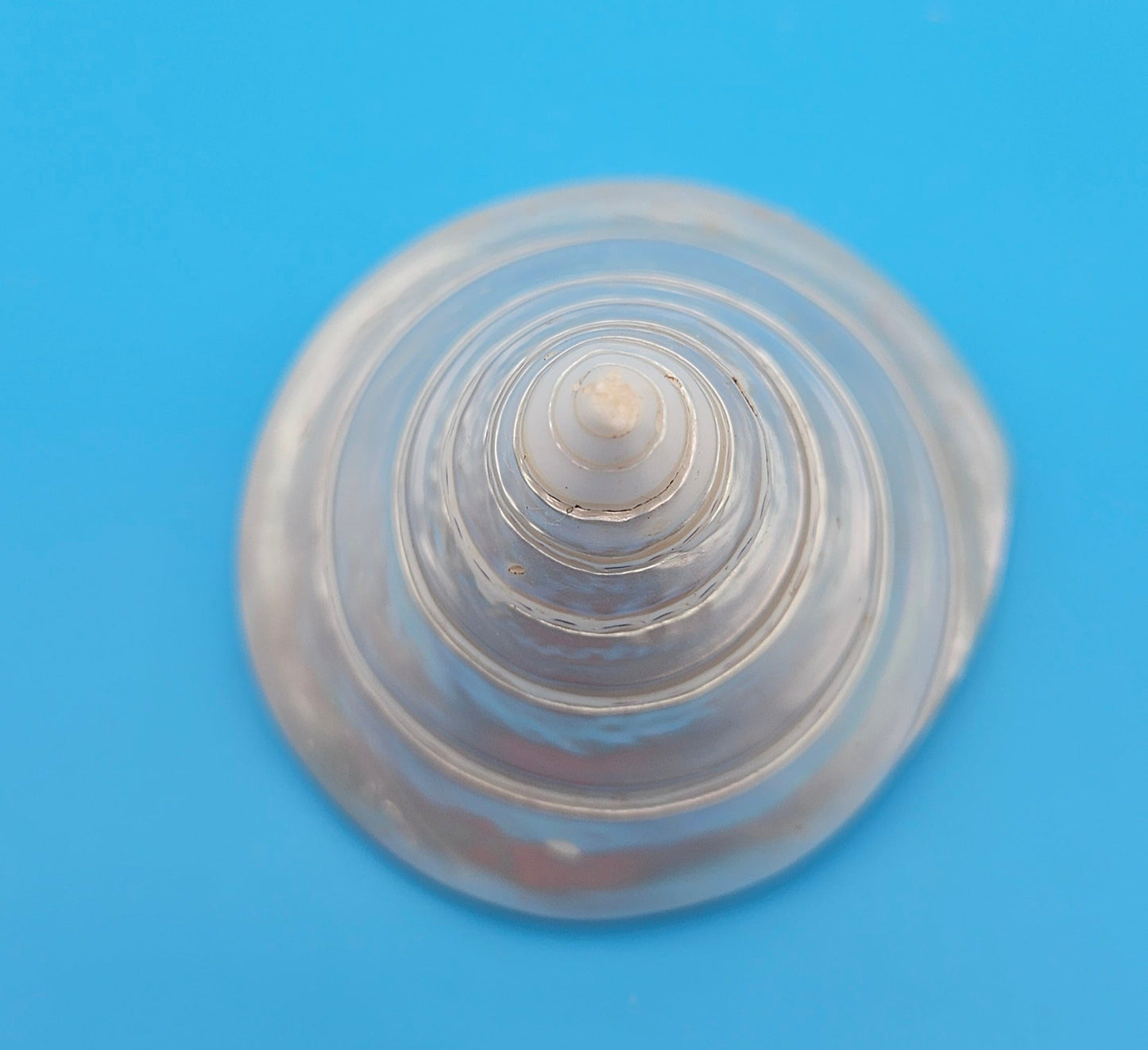 Pearled Trochus Niloticus Shell 3.8" Polished Spiral Display Shell with Iridescent Finish